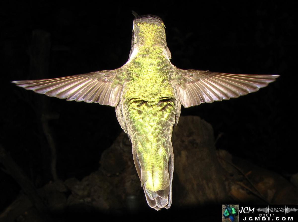 Hummingbird photo captured from Robo-Cam Motion Detection at JCMDI.COM